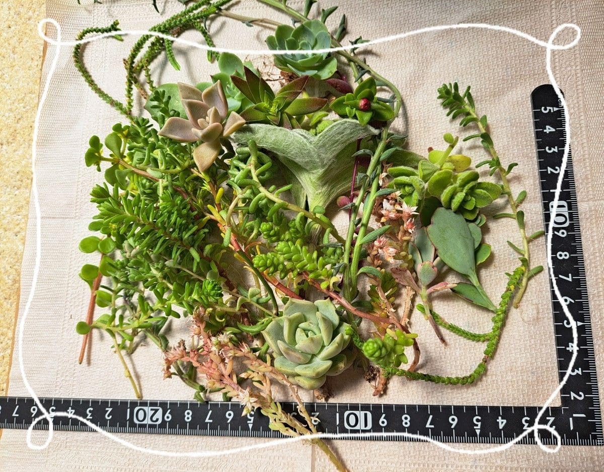 Amazon.co.jp: 寄せ植えに 多肉植物 エケベリア セダム カット苗 抜き 