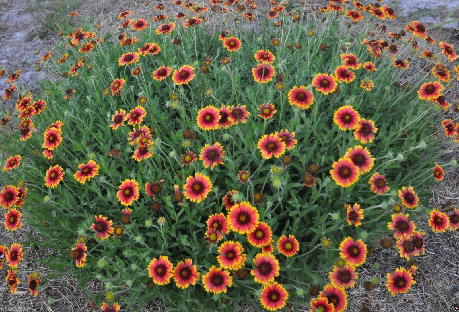 Blanket Flower Seedlings
