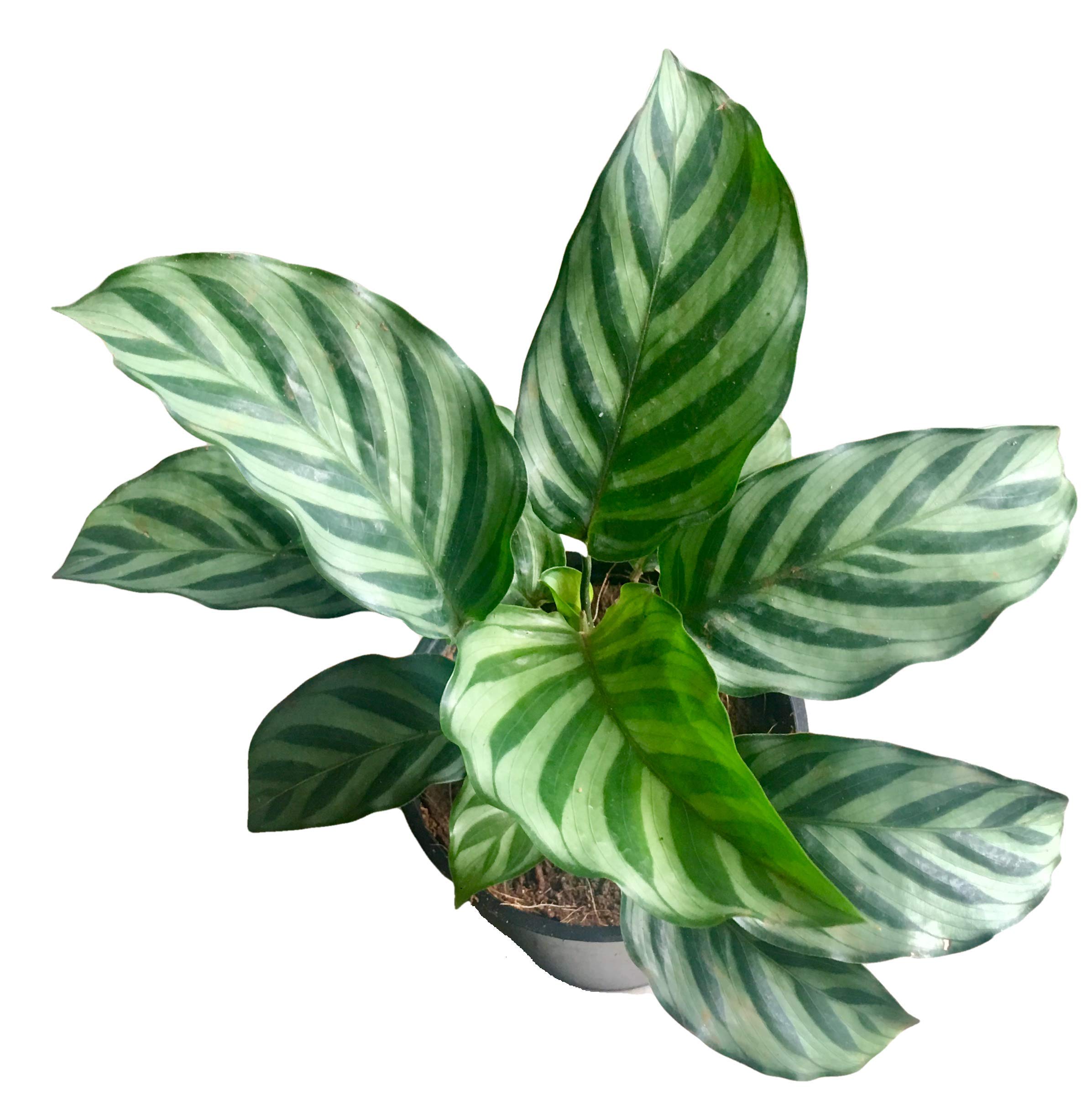 The Four Seasons Calathea Freddy | Concinna Freddie | Rare Variety Natural Live Plant in Pot (B07VH8558C) Amazon Price History, Amazon Price Tracker