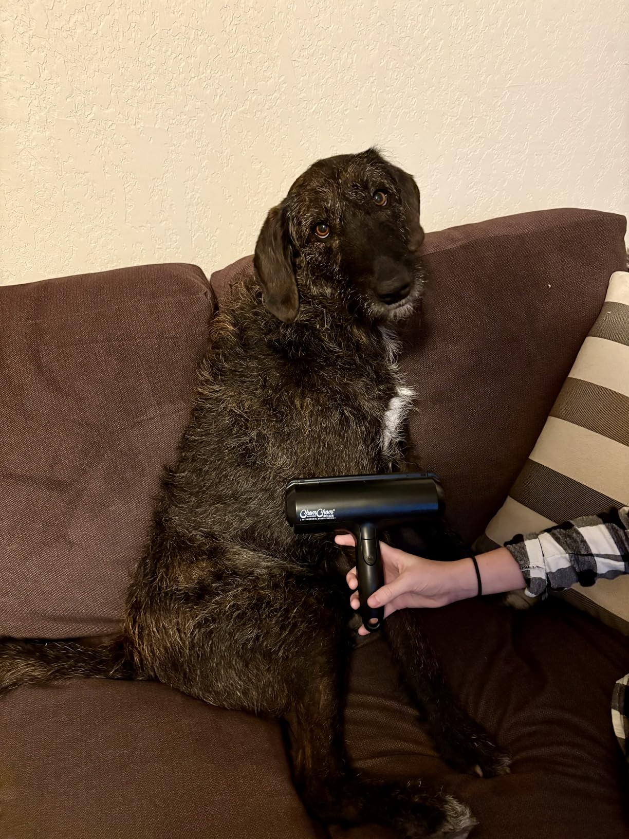 ChomChom Roller Pet Hair Remover and Reusable Lint Roller - Cat and Dog Hair Remover for Furniture, Couch, Carpet, Clothing and Bedding - Portable, Multi-Surface Fur Removal Tool (White) photo review