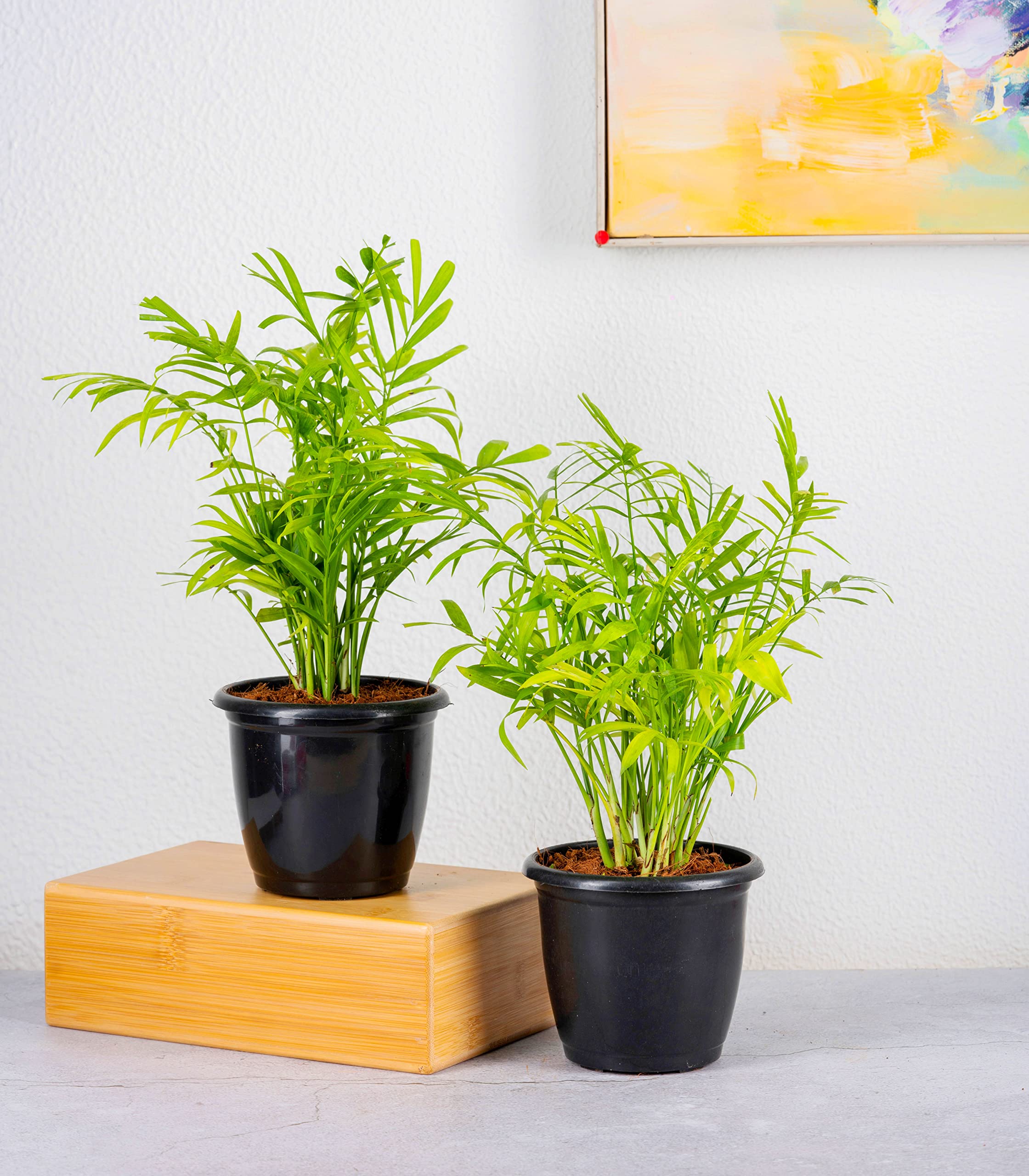 Nurturing Green® Combo of 2 Air Purifying Indoor Palm Plants in 4.5 Inch Wide Black Plastic Pots (Size: Small (Wooden Blocks Not Included) (B08Z74ZQSM) Amazon Price History, Amazon Price Tracker