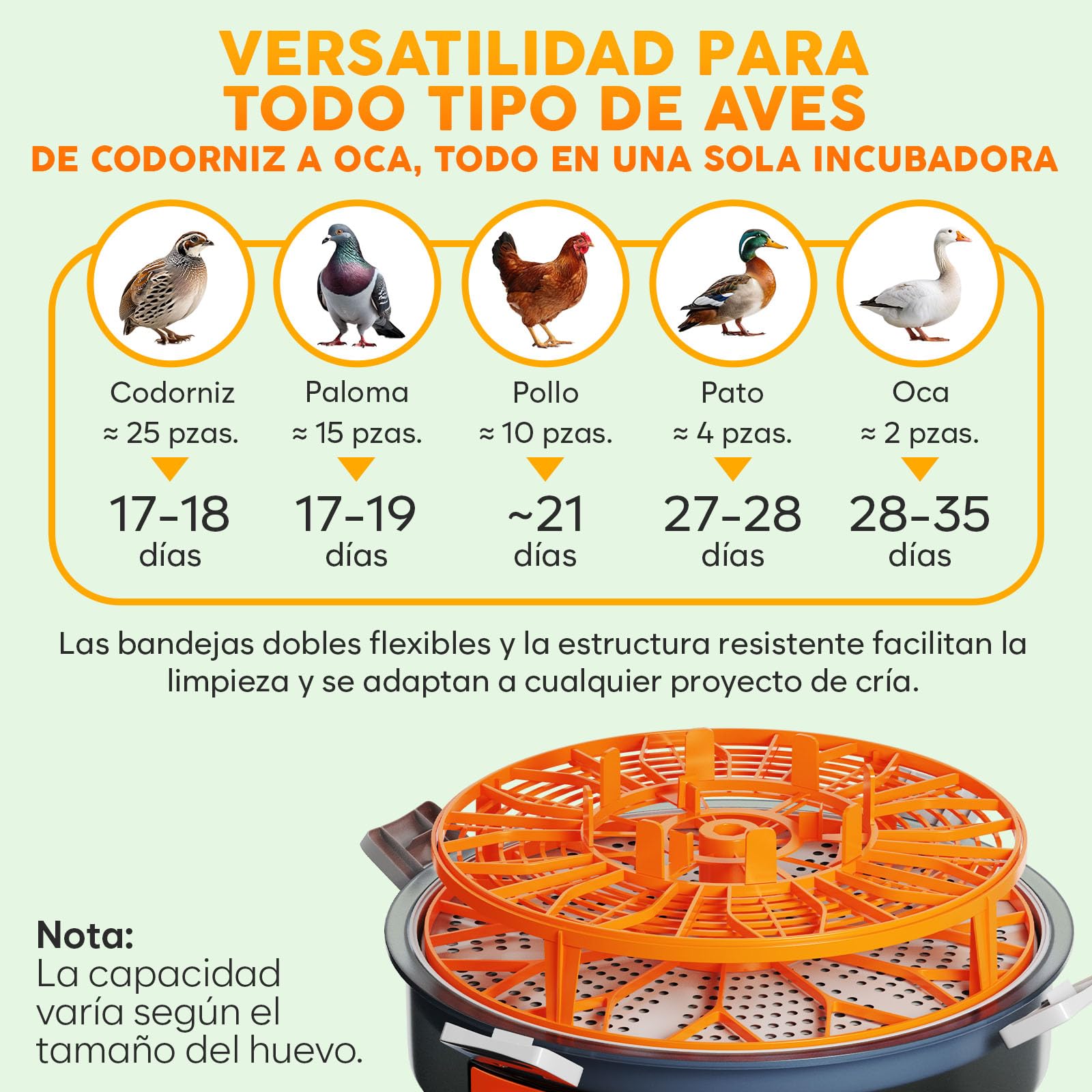 Incubadora automática Okköbi para huevos – incubadora huevos gallina 12 o 20 unidades – volteo automático – incubadora de huevos con control de temperatura y humedad – lámpara incluida