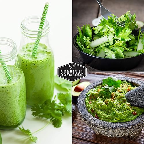 Miniatura 7 de Survival Garden Seeds - Semilla de cilantro para plantar - Paquete con instrucciones para plantar y cultivar Coriandrum Sativum en tu huerto casero