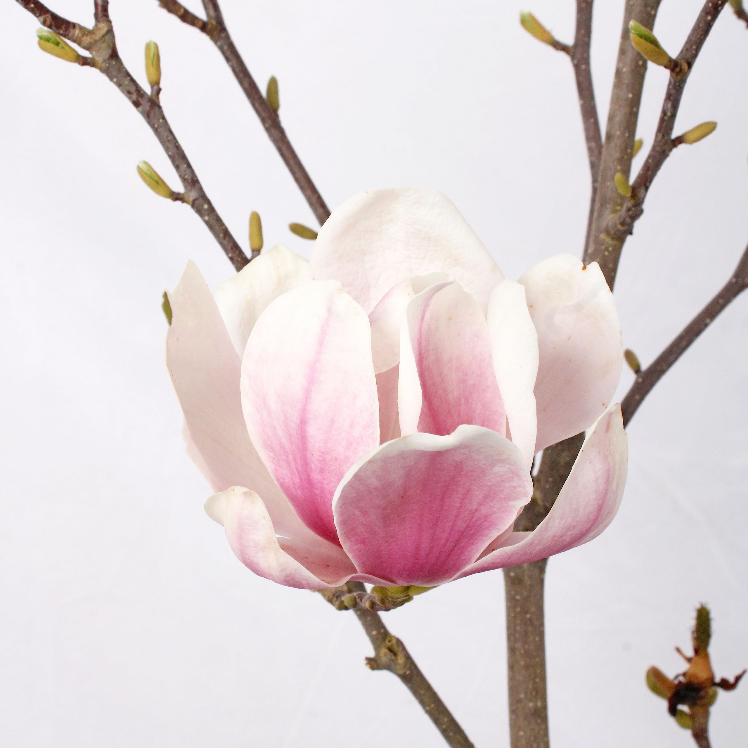 Magnolia 'Susan' Vannucci Piante - Pianta Vera In Vaso, Fiori Porpora-Rosa, Per Terrazzo O Giardino - Foto 8