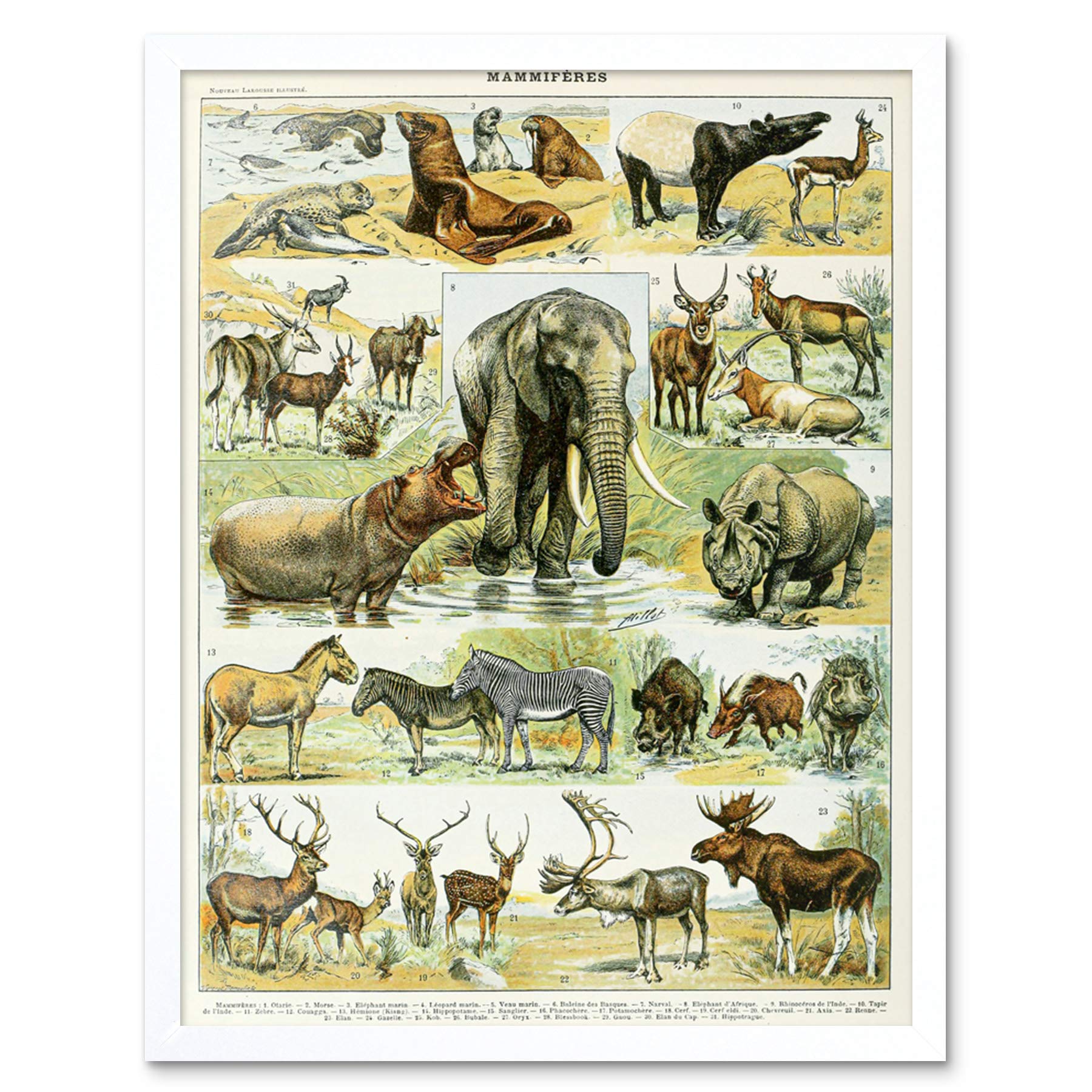 Artery8 Millot Encyclopedia Page Molluscs Shells Art Print Framed Poster Wall Decor 12x16 inch — view 172