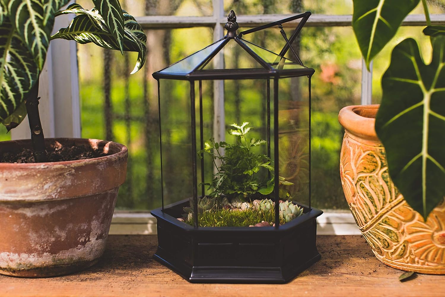 H Potter Glass Terrarium Succulent Planter Wardian Case Plant Container Six Sided WAR151