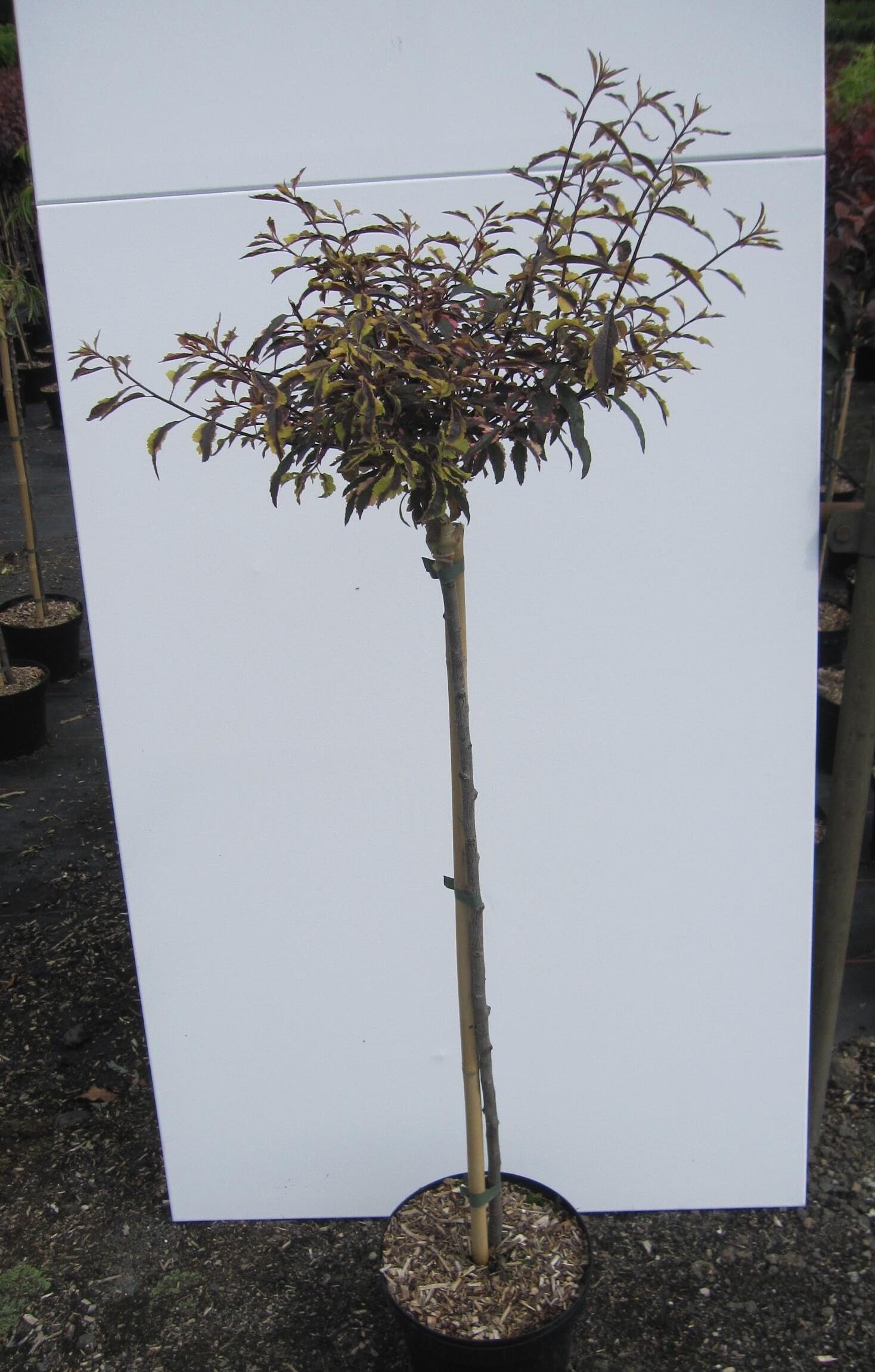 Hochstamm Blutpflaume - Prunus cerasifera Nigra - 80cm Stamm + Krone