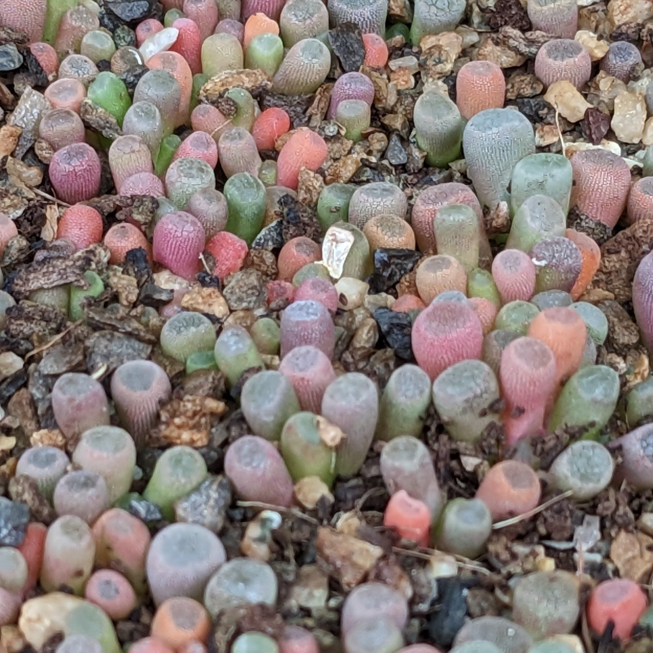 SUNNYPLANTS - Frithia Pulchra - Dedos de Bebé, Plantas Lithops, Suculentas de Piedra Viva, Piedras Vivas, Planta de Piedra