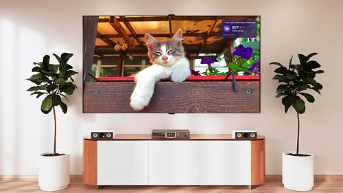 Cat Relaxation Sounds – Deep Sleep and Comfort Music for TV - Thumbnail 5