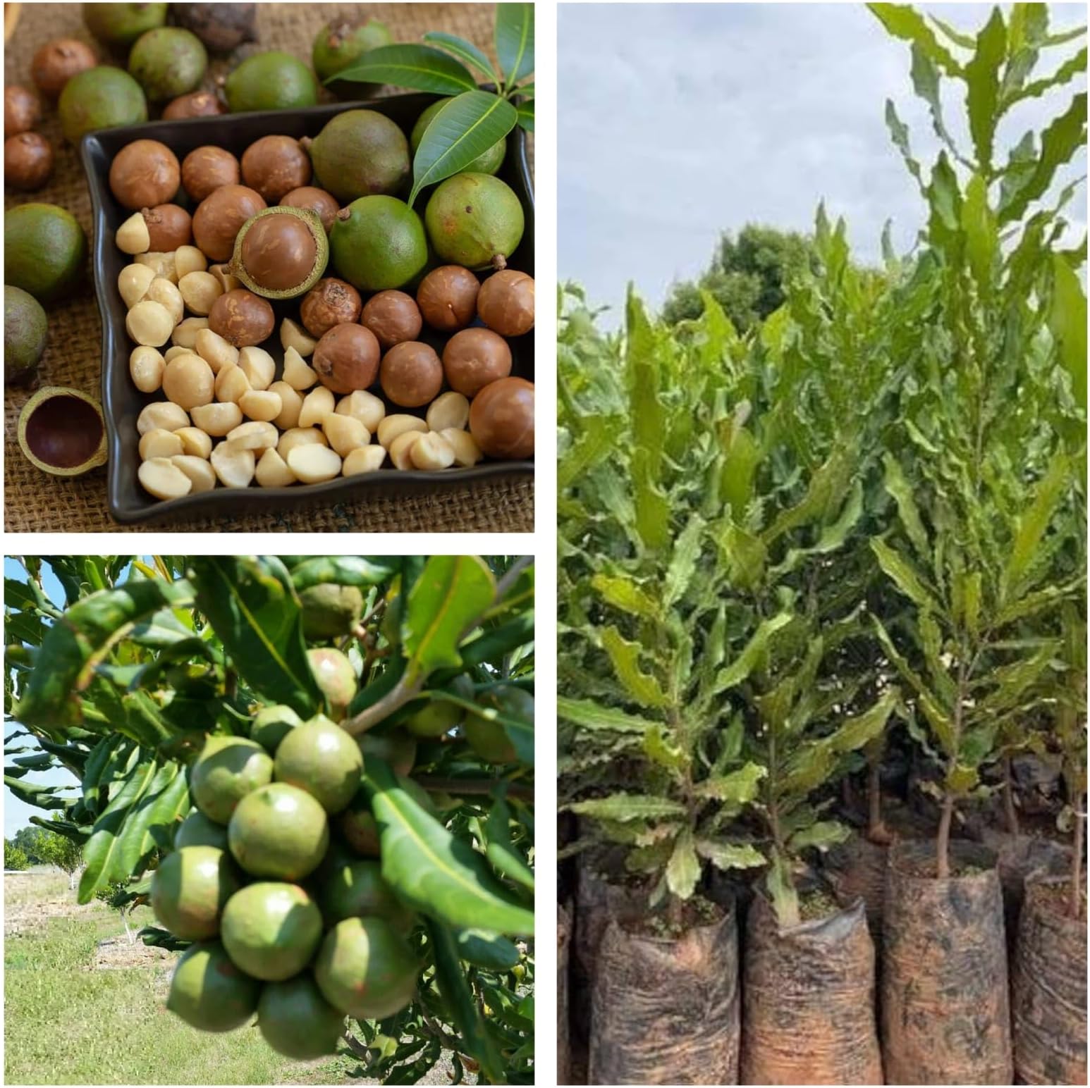1 HYBRID ORGANIC MACADAMIA NUT/BADAM ORIGINAL AUSTRALIA FRUIT PLANT OUTDOOR GARDEN LIVE ALL TIME TREE