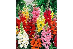 100+ Mixed Snapdragon Flowers Seeds for Planting Outdoors