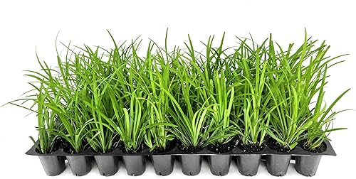 Big Blue Liriope Muscari - 10 plantas vivas - Hierba perenne tolerante a la sequía de bajo mantenimiento