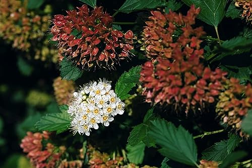 Miniatura 3 de TriStar Plants - Ninebark común - Maceta comercial de 1 galón - 2'-3' pies de alto - Physocarpus opulifolius - Arbusto floreciente, nativo, atrae