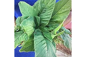 CHUXAY GARDEN Jamaican Callaloo Seeds: The Essential Addition for Jamaican Cuisine and Vibrant Gardens