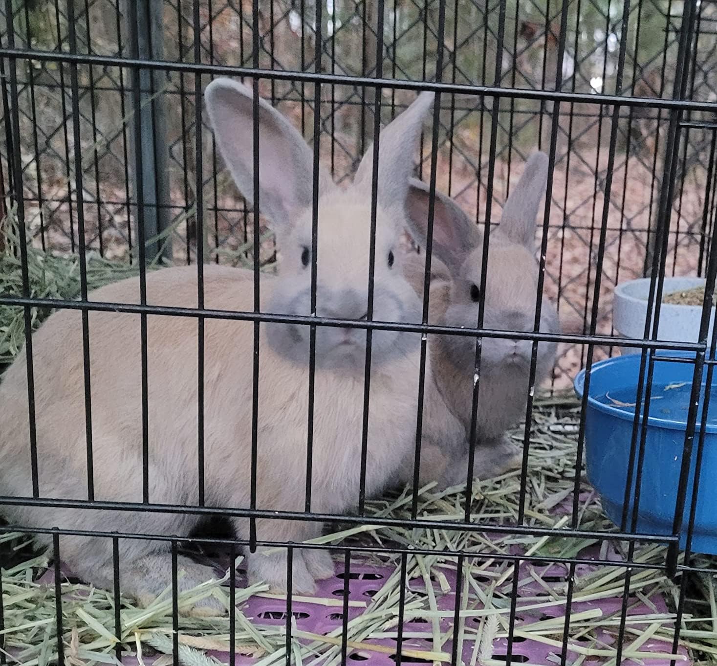 Enjoying Podgrzewana miska na wodę dla kotów, psów, zwierząt domowych, elektryczna miska na wodę do użytku wewnątrz dla kota, szczeniaka, królika, kurczaka, 600 ml (20 oz)