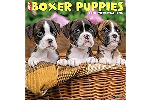Willow Creek Press Boxer Puppies: Monthly 2025 Wall Calendar (12" x 12")