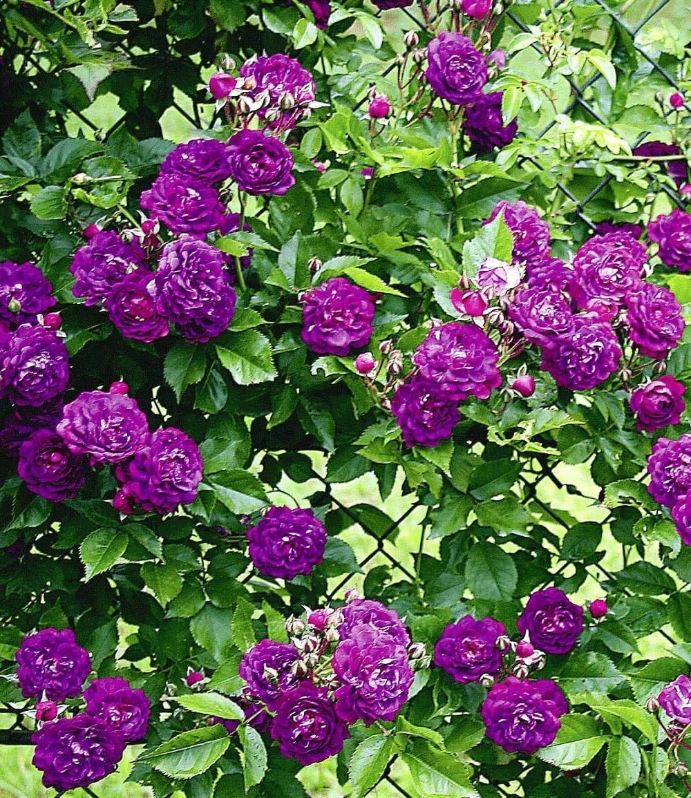 BALDUR Garten 1x Rambler-Rose 'Bleu Magenta', Pflanze wurzelballiert, Kletterrose winterhart, mehrjährige Kletterpflanze, blühend, Rose 'Bleu Magenta', robuste und duftende Kletterrose