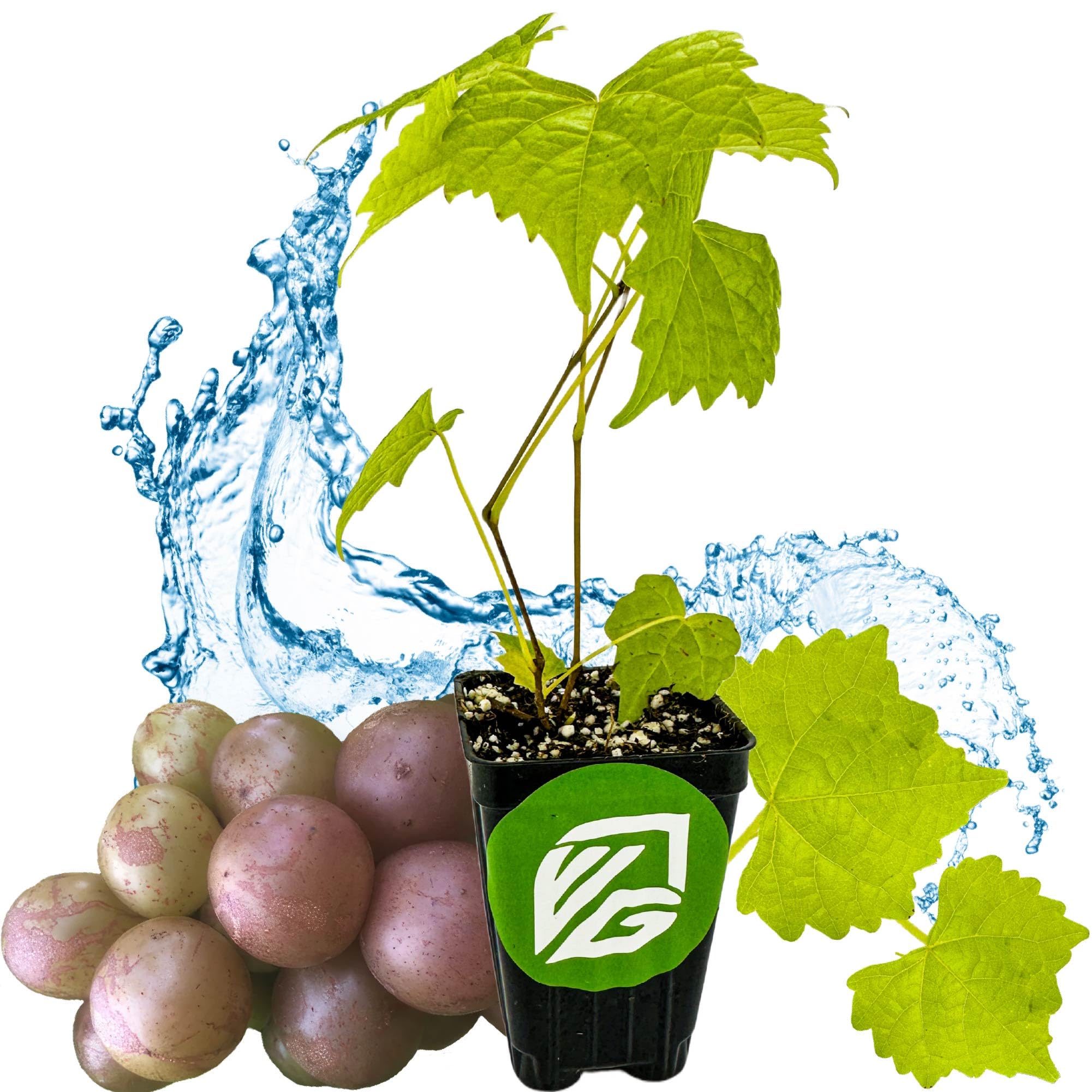 Carlos Muscadine Grape Vine