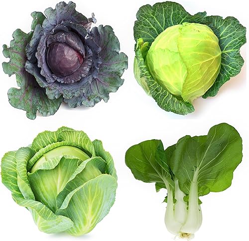 Paquete variado de semillas de repollo para plantar, 4 variedades tradicionales: Bok Choy (Pac Choi), mercado de Copenhague, acre dorado y acre