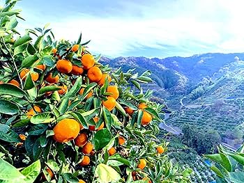 Amazon.co.jp: 【 樹上完熟 糖度12度以上 驚きの濃密果汁 】赤秀