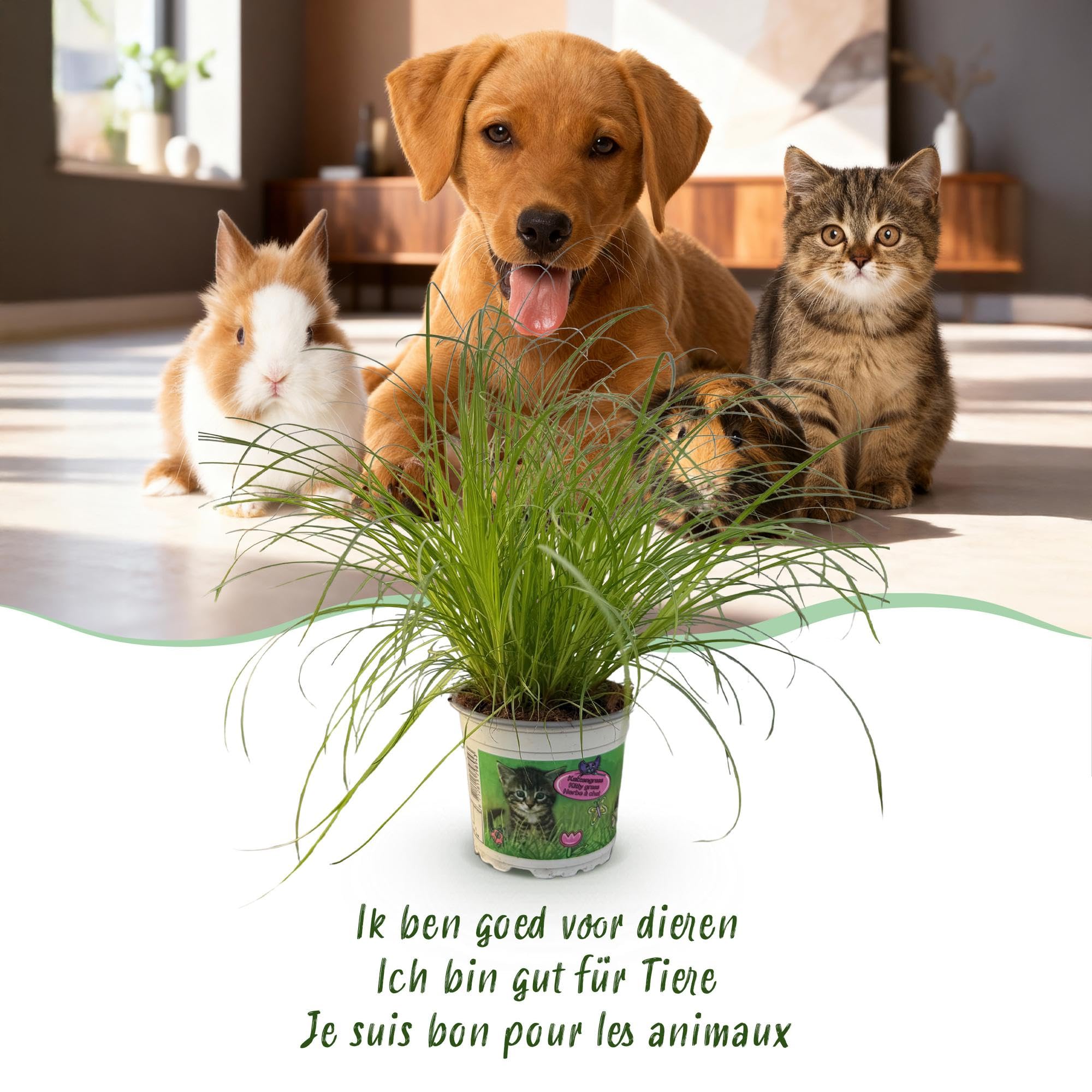 Erba Gatta Cyperus Zumula, Verde, Set da 4 con Vaso 12cm, Altezza 20cm