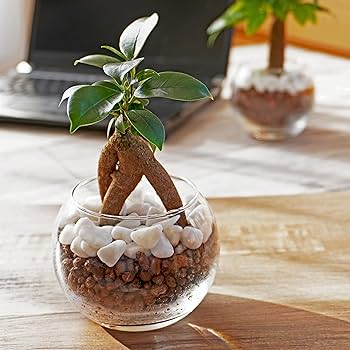 n*o様 元祖⬛︎ 白玉 ガジュマル ⬛︎挿し木用 Amazon｜ガジュマル 黒砂利 白玉ブレンド 土をつかっておらず