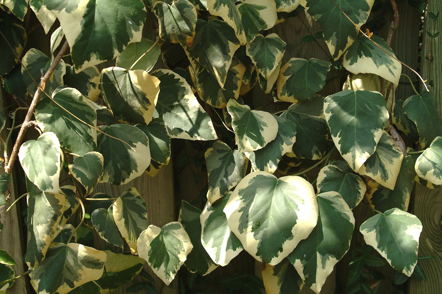 Gloire de Marengo Ivy. Large Plants on Cane in 10 Litre pots 130-150cm Grown by WorldGardenPlants