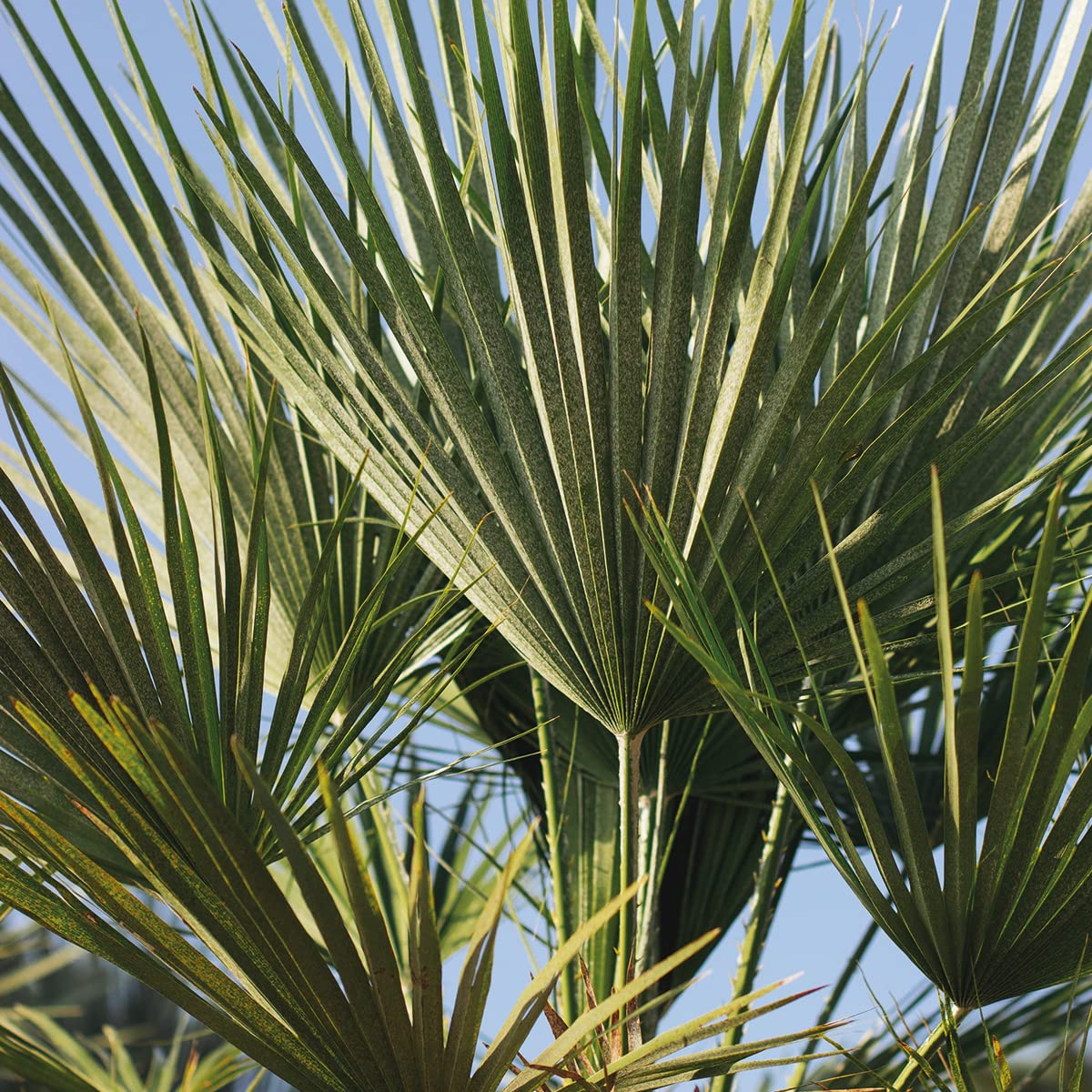 Bloomique - Trachycarpus Fortunei - Palma del Vento Cinese - Palma da Giardino - Resistente al Freddo - Alta 70-90 cm - Vaso 24 cm