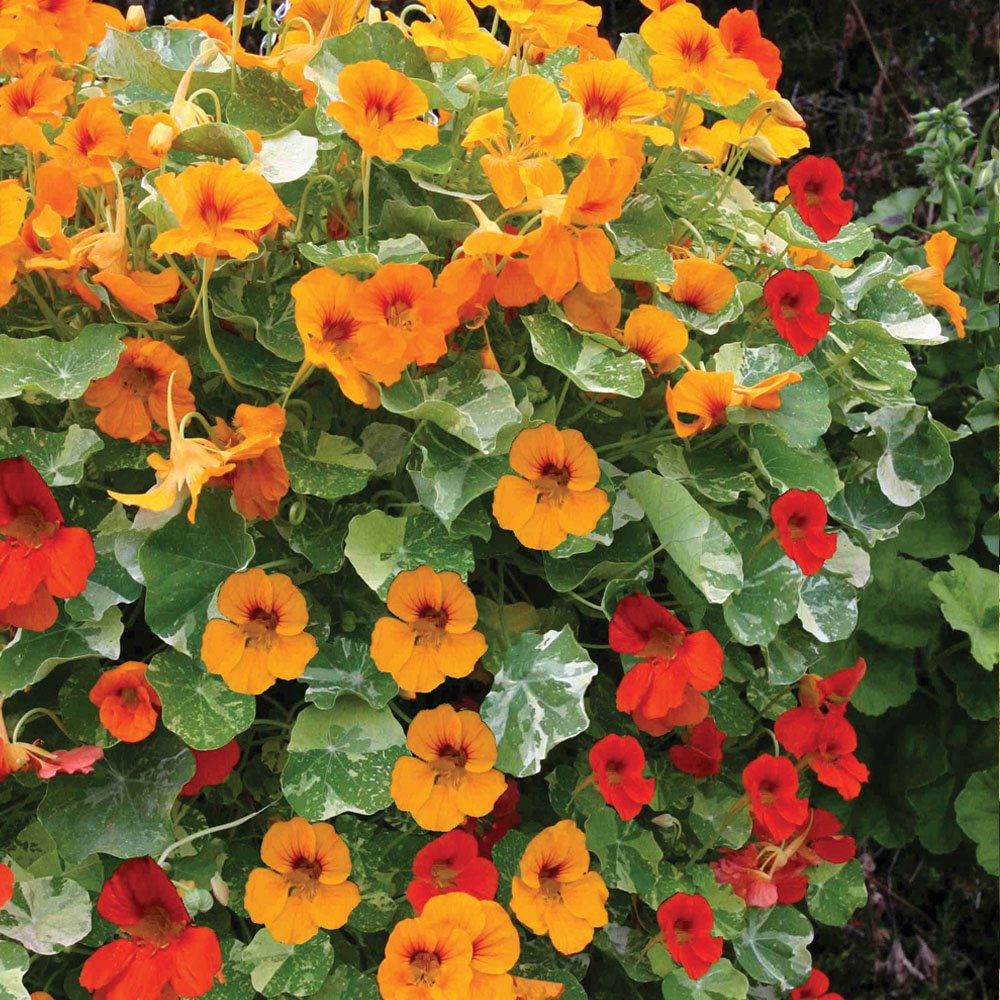 Creative Farmer Flower Seeds : Yellowcress Seeds For Roof Garden Borders And Hedges Garden [Home Garden Seeds Eco Pack] Plant Seeds (B078RH9JGT) Amazon Price History, Amazon Price Tracker