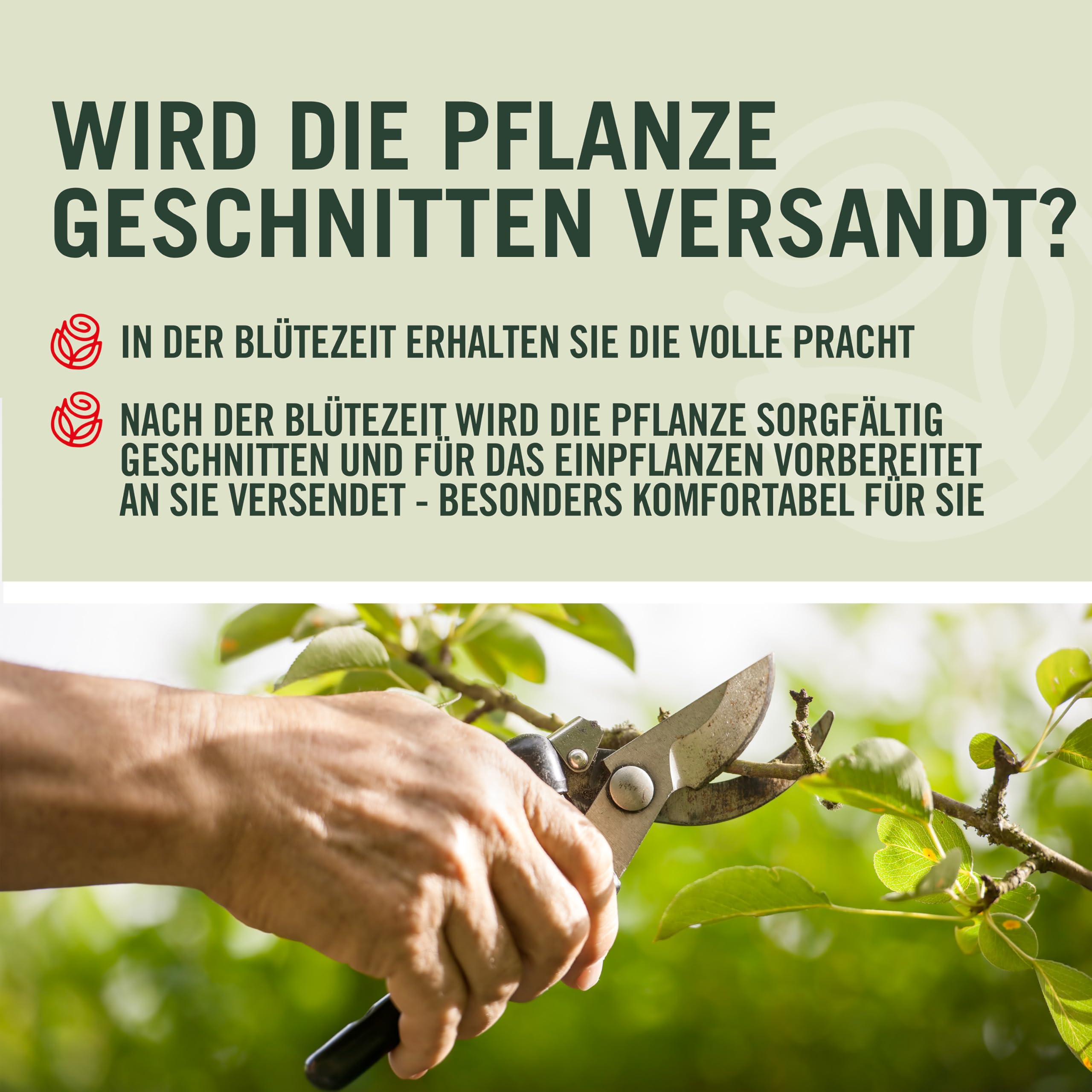 Rose Westerland ® Strauchrose mit ADR Auszeichnung Blüten-Farbe Orange-Gelb ? Winterharte Blume mit starkem Duft & ganzjähriger Pflanzzeit von Garten Schlüter - Pflanzen in Top Qualität