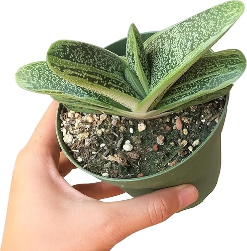Miniatura 6 de Gasteria Little Warty (2 pulgadas)  Ideas únicas de regalo para suculentas  Suculentas vivas saludables totalmente arraigadas para decoración de