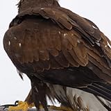 A Huge number of HD wallpaper images