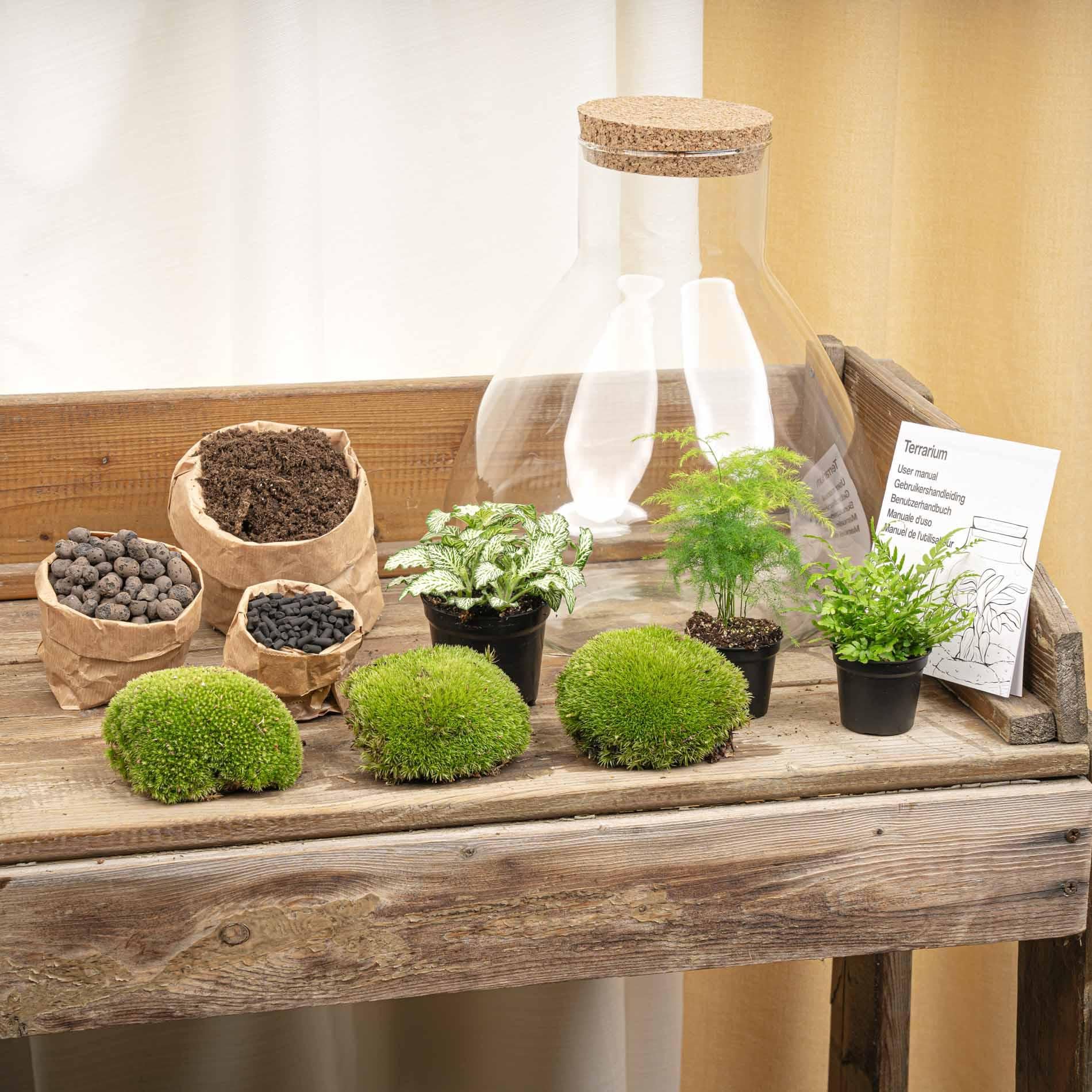Terrario Piante Fai da Te in Vetro con Luce LED, Set Completo XL, 30x32 cm