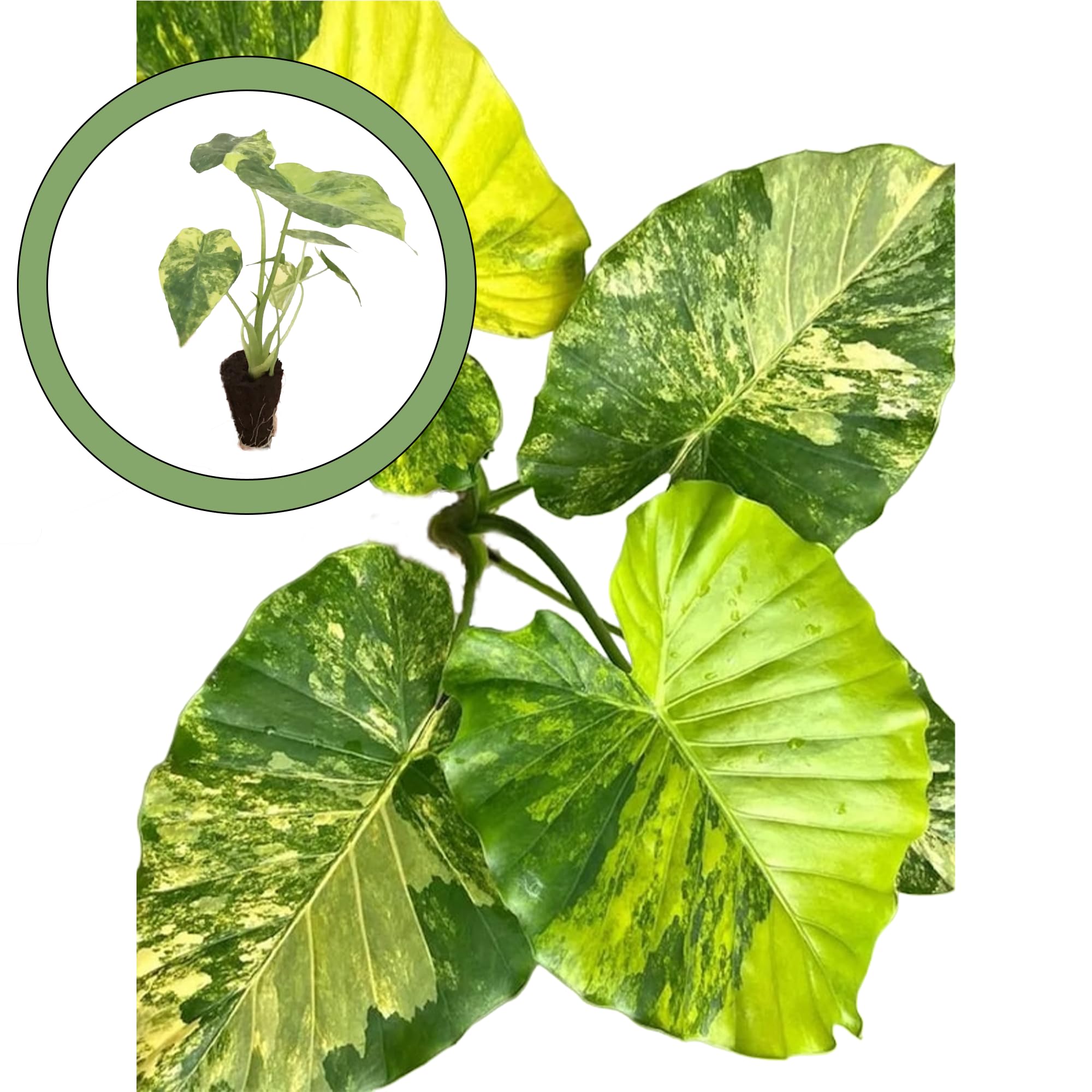 Amazon.com : Variegated Alocasia Gageana Aurea Starter Plant : Patio, Lawn  & Garden