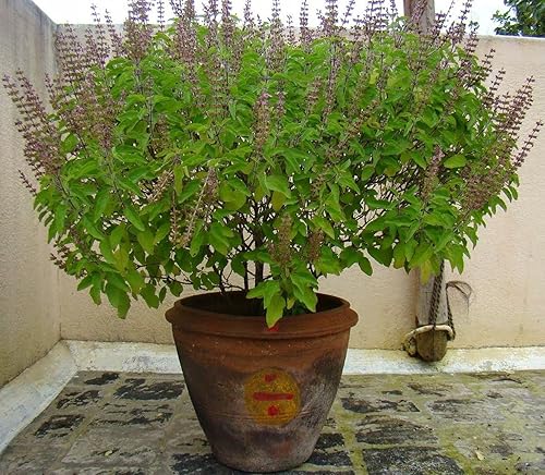 Semillas de albahaca ornamental interior Tulsi árbol para plantar sin OMG