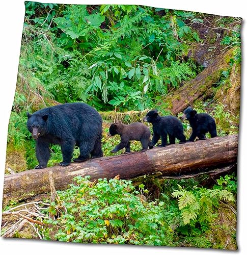 3dRose Black Bear Triplets Follow mom at ANAN Creek. - Towels (twl-380611-3)