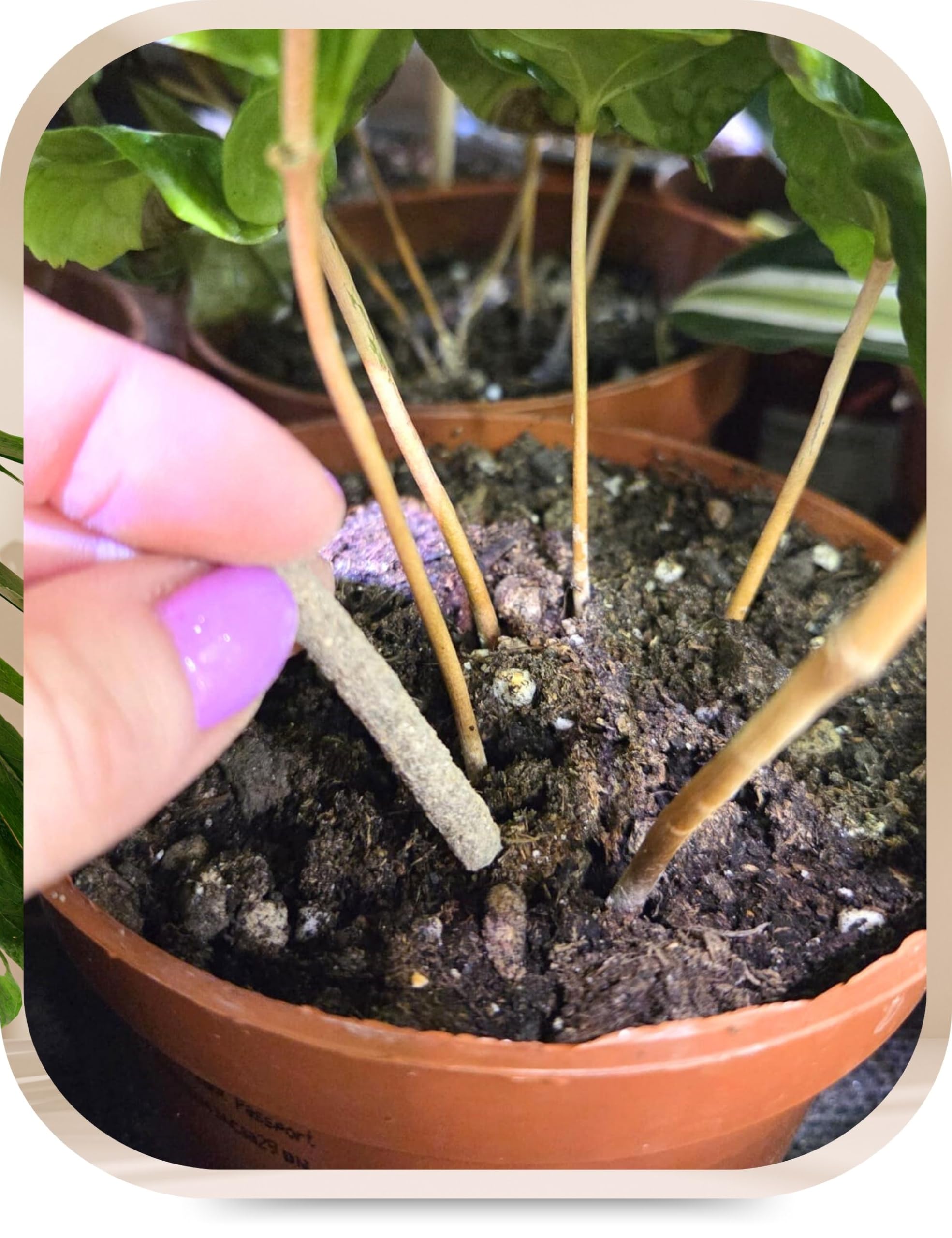 Dngestbchen gegen Schdlinge  20 Stck  Natrliche Schdlingsabwehr &  Pflanzennahrung fr Zimmerpflanzen  60 Tage Wirkung  Ohne chemische  Insektizide KALINOVA : Amazon.de: Garten