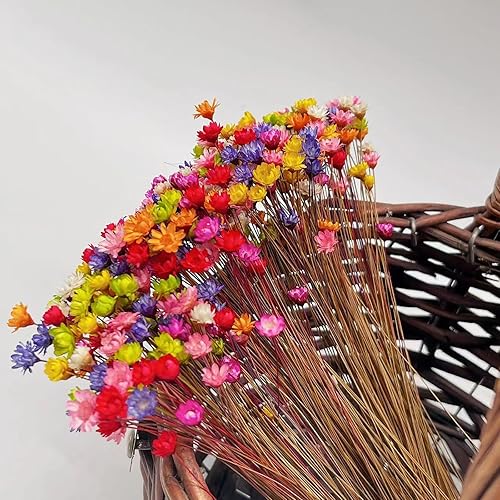Miniatura 9 de 100 tallos naturales de flores secas brasileñas pequeñas estrellas margaritas decorativas flores secas mini margarita ramo de manzanilla para bodas,