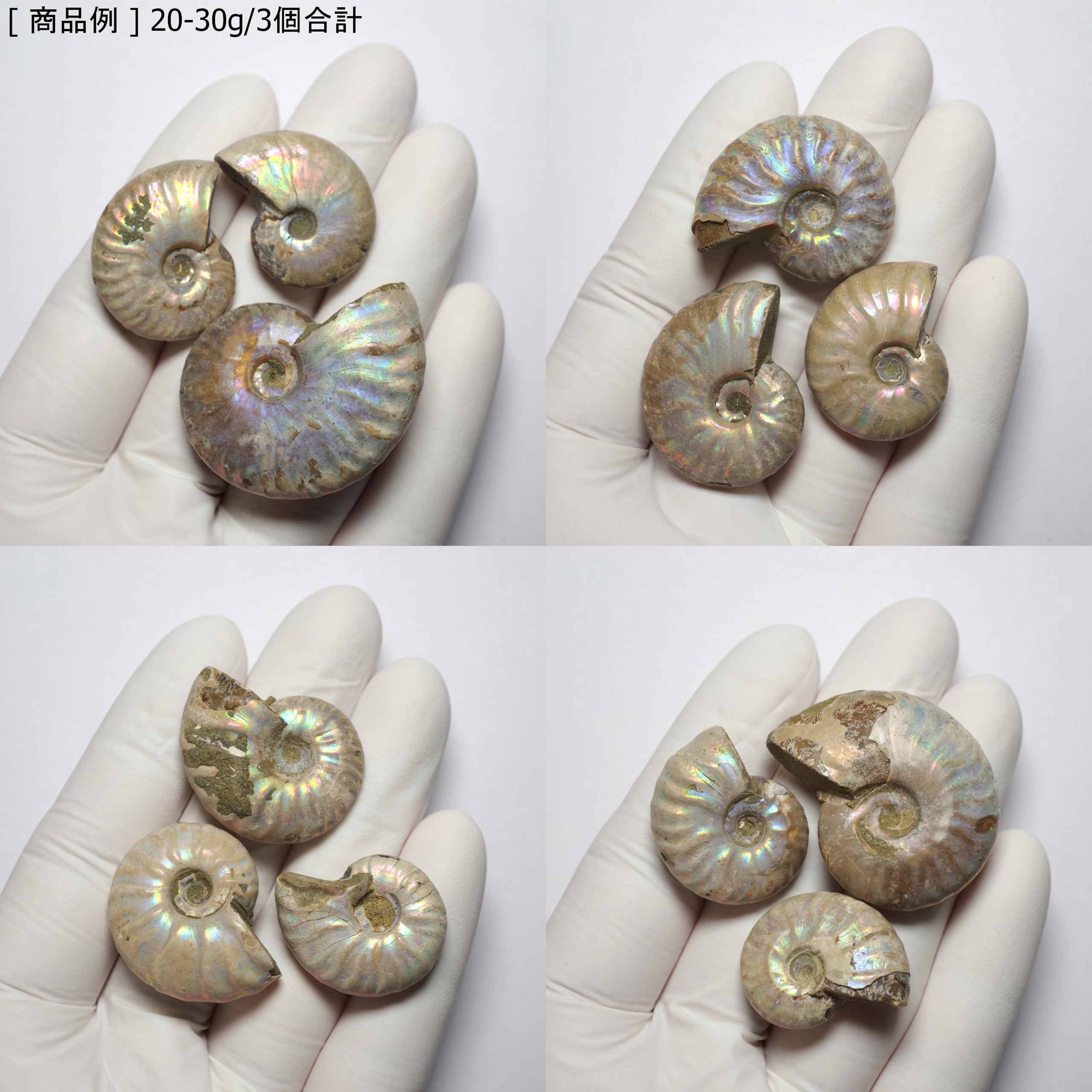 Amazon | [N2 stone Natural] 天然化石 遊色効果のある アンモナイト