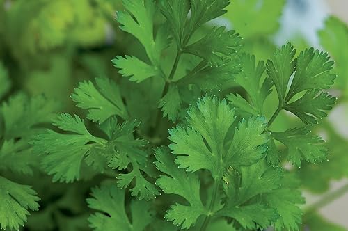 Miniatura 5 de Burpee Windowsill Herb Collection Seeds 5 paquetes de semillas