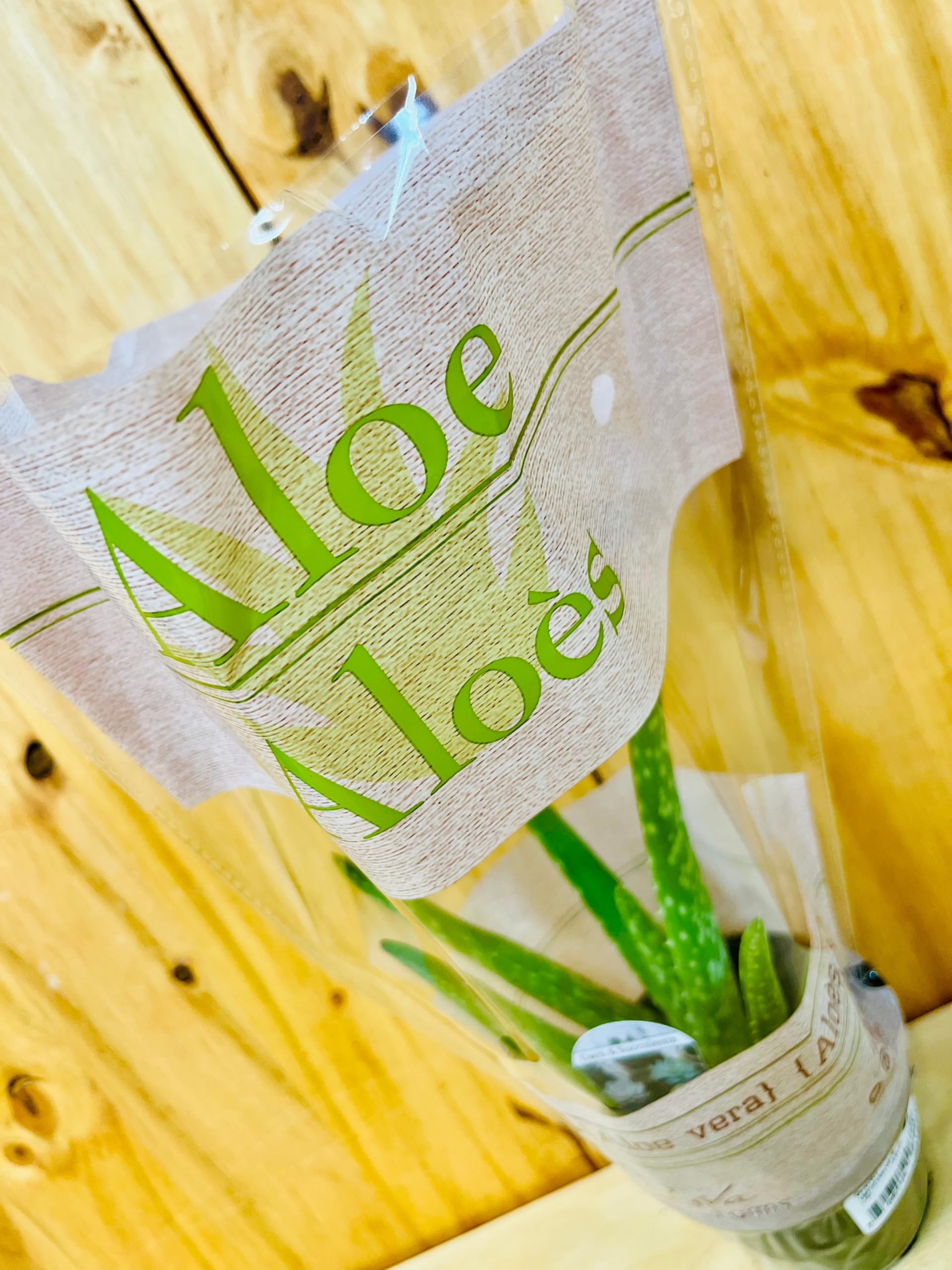 Aloe Vera Live Plant in 4" Pot