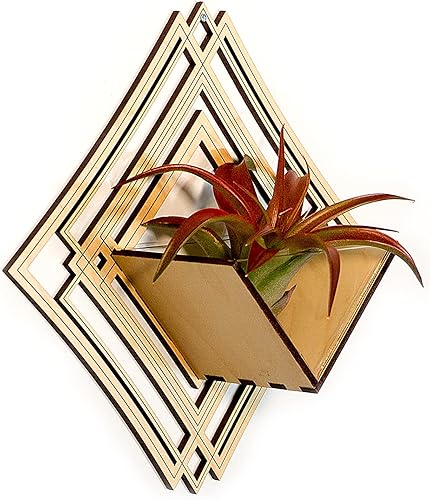 Miniatura 9 de Wall Hanging Planter 5 // Maple - Air Plant Holder, Plant Hanger for Tillandsia, Succulents, Cactus - Display Aerium Indoor Home Deco