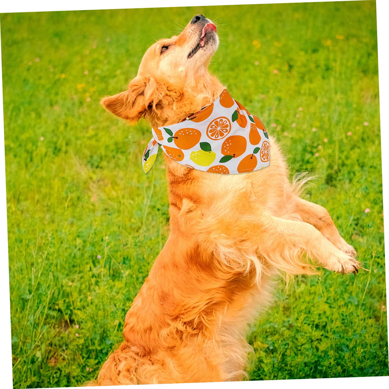INOOMP 10stücke Hundebandanas Aus Verstellbare Haustierhalstücher Mit Fruchtigem Muster Für Hunde Und Katzen Saugfähige Pet Scarves Für Jeden Tag Und Besondere Anlässe