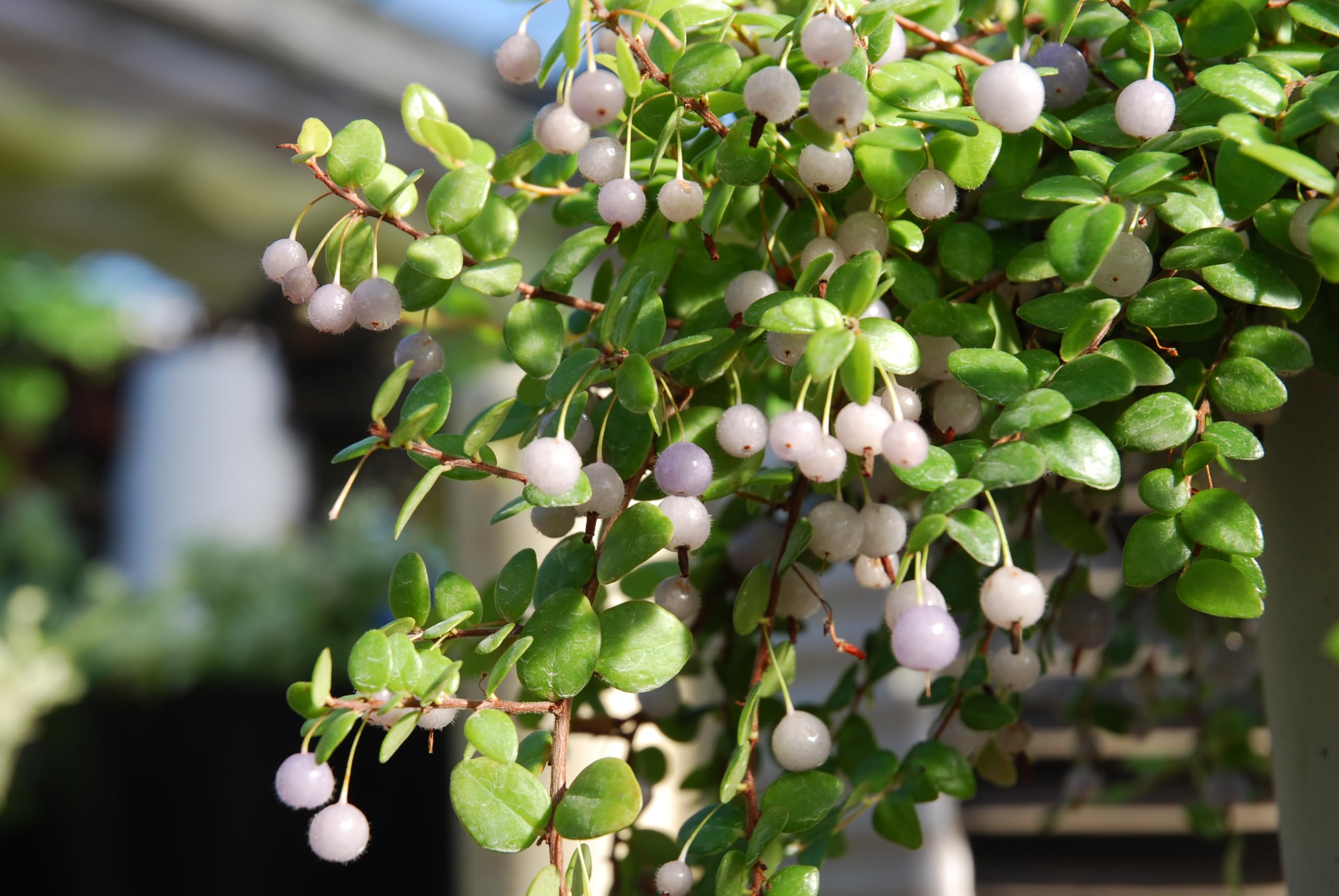 Amazon｜OZ-Plants 真珠コケモモ（シンジュコケモモ） 2.5号ロング