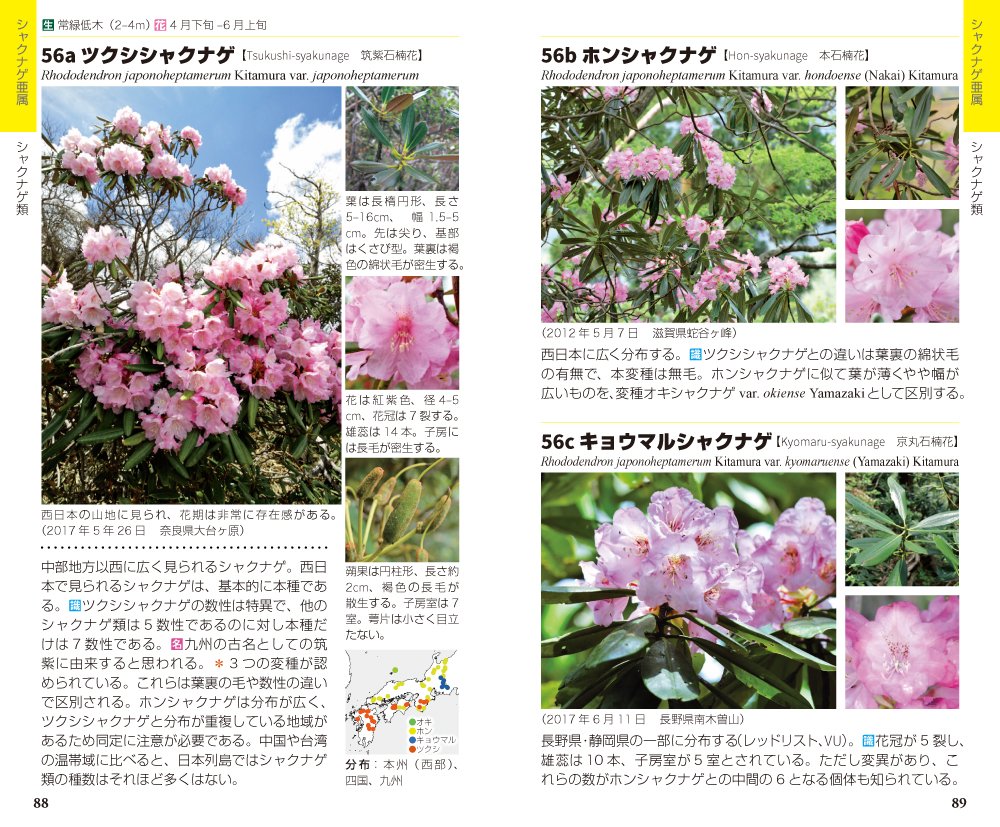 ツツジ シャクナゲ ハンドブック 渡辺 洋一 髙橋 修 髙橋 修 本 通販 Amazon