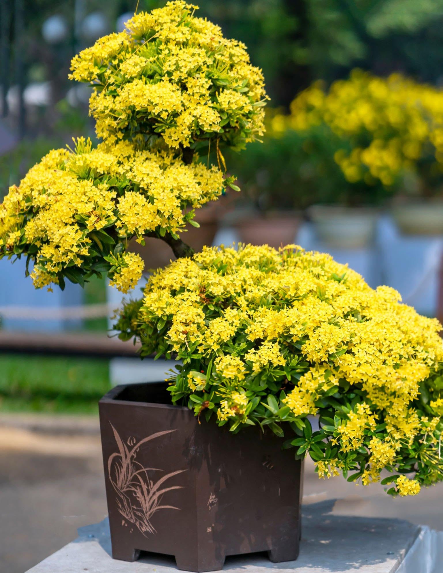 See full amazon price history chart for Vibrant Jungle Flame Ixora Plant - Live Rangan Flowering Plant for Indoors Vibrant Jungle Flame Ixora Plant - Live Rangan Flowering Plant for Indoors (B0D5WGS2QQ) Amazon Price History, Amazon Price Tracker