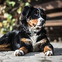 Vista 6 de Etiqueta de identificación de perro deslizable con código QR, etiqueta silenciosa personalizada personalizada para mascotas - Gratis en línea