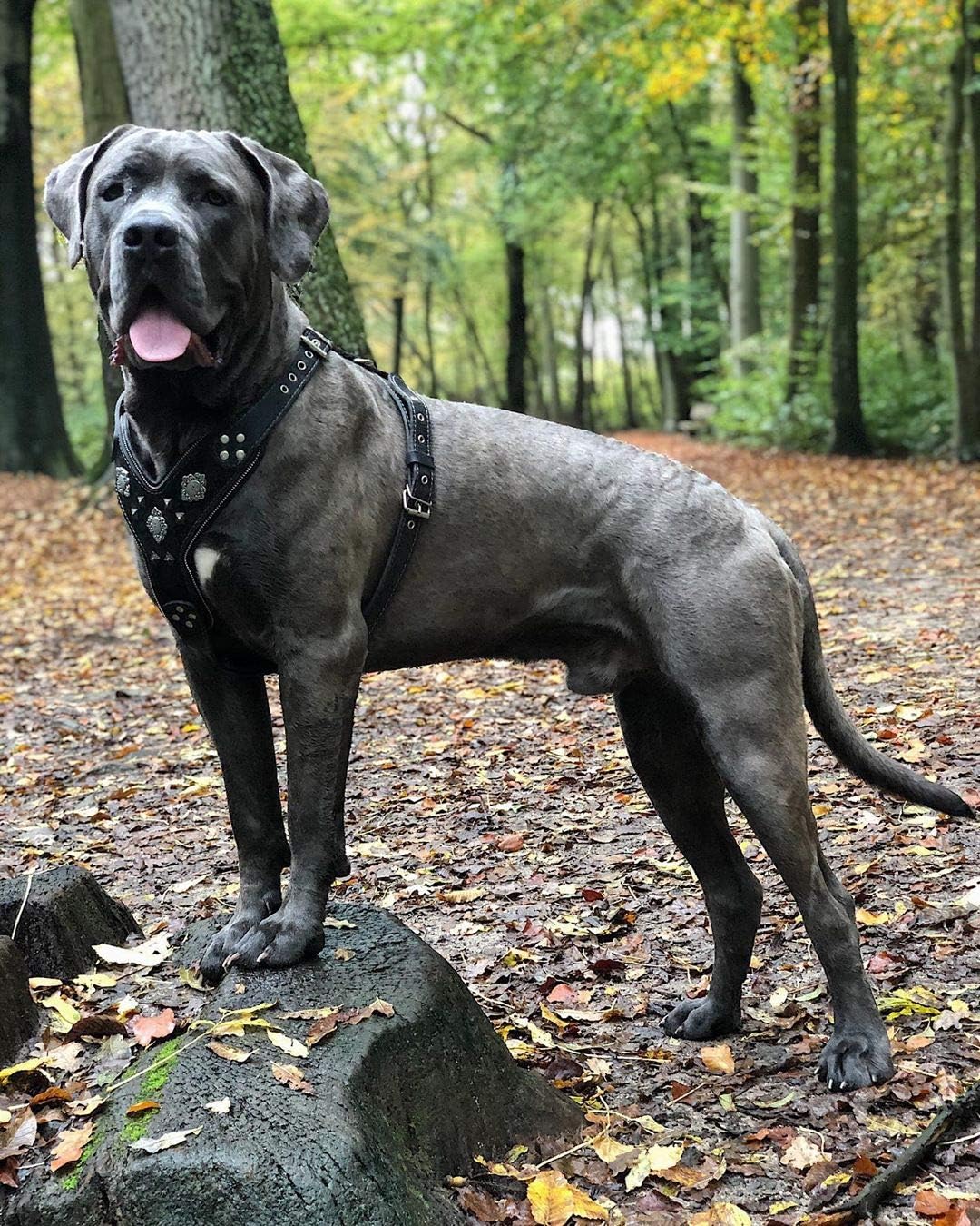 Bestia "Aztec Black Chest Plate Harness. 2 Tone Rivet Decorations. Zipper Decoration. Foam and Leather Padding Handmade in Europe.