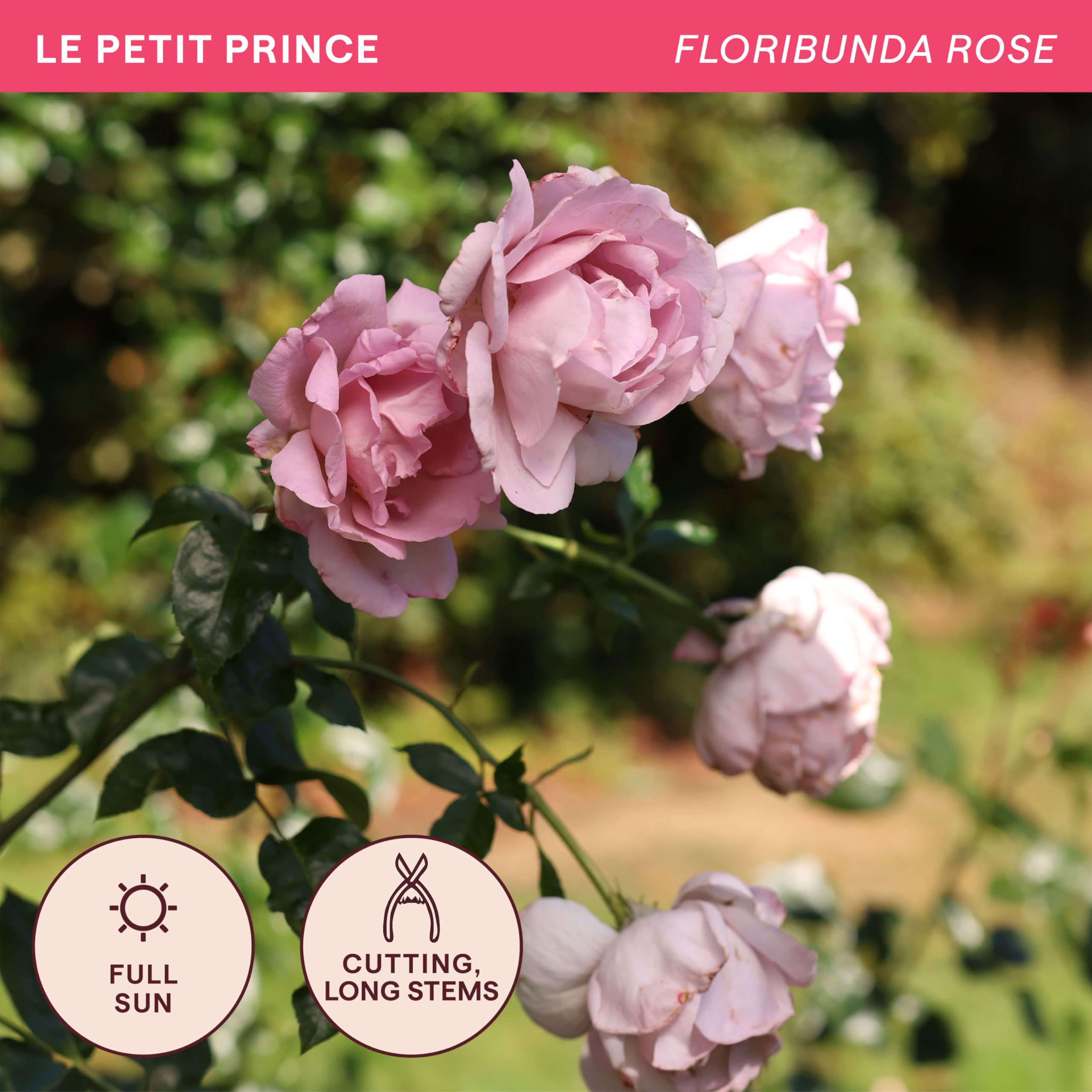 Amazon.com : Heirloom Floribunda Roses, Live Own Root Plant, Le