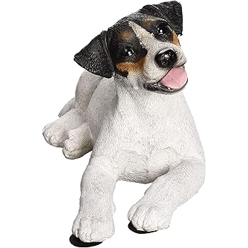 jack russell black and white puppy